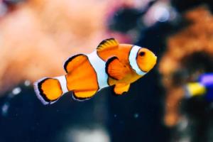 亚马尔、拉什福德闪耀友谊赛，巴萨7-3大胜首尔FC，巴萨对皇家马德里首发